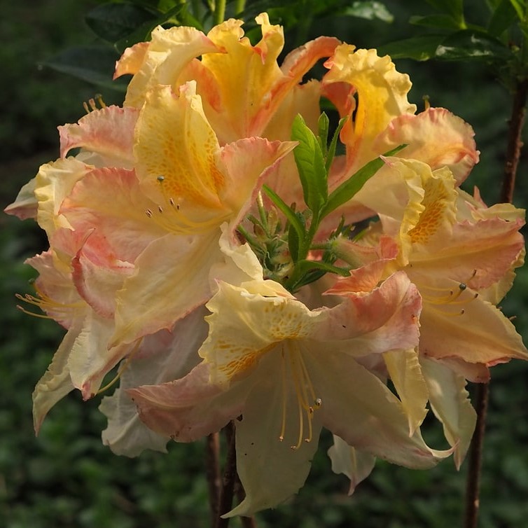 Rhododendron Knap Hill Zuza