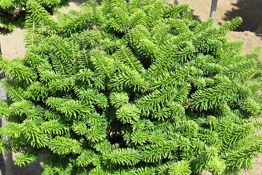 Abies balsamea Nana