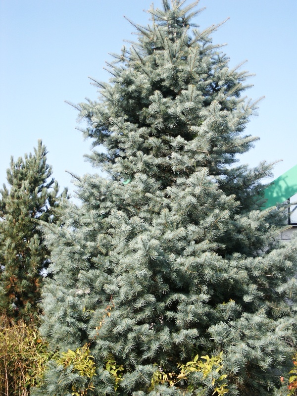 Abies concolor