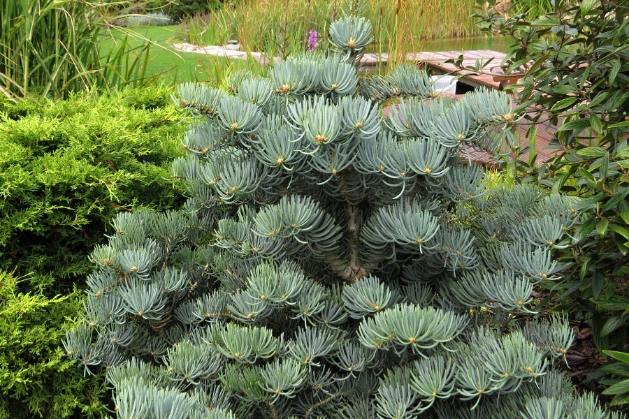 Abies concolor Compacta