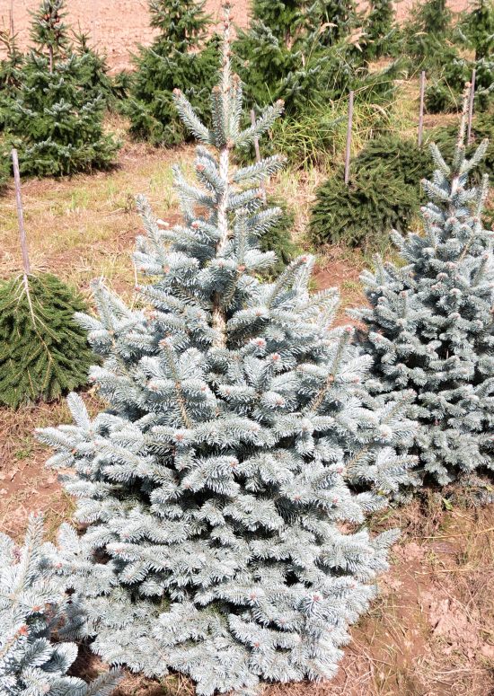 Abies lasiocarpa Compacta