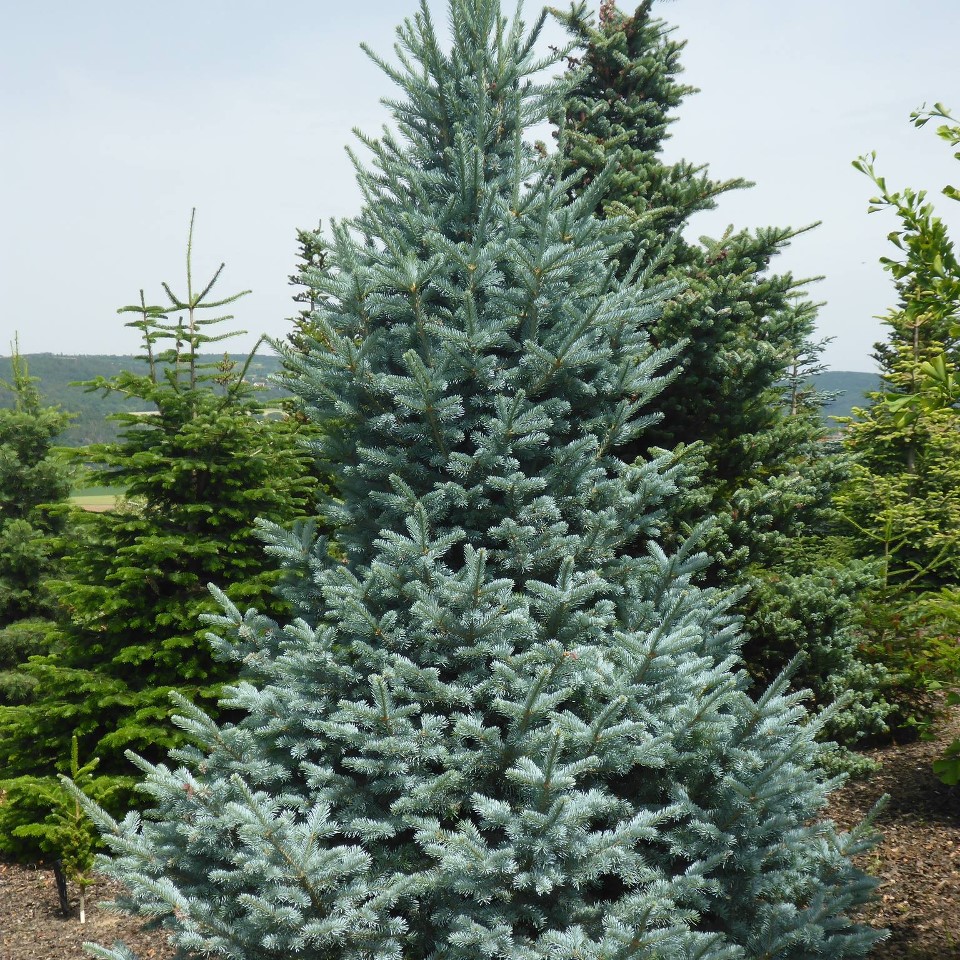 Abies lasiocarpa Wollbeck