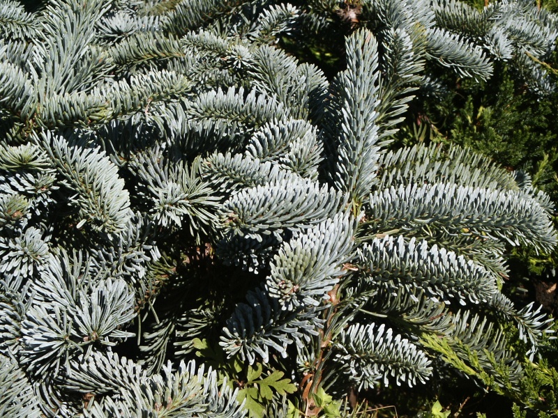 Abies procera Argentea