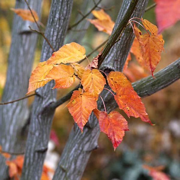 Acer grosseri var. grosseri