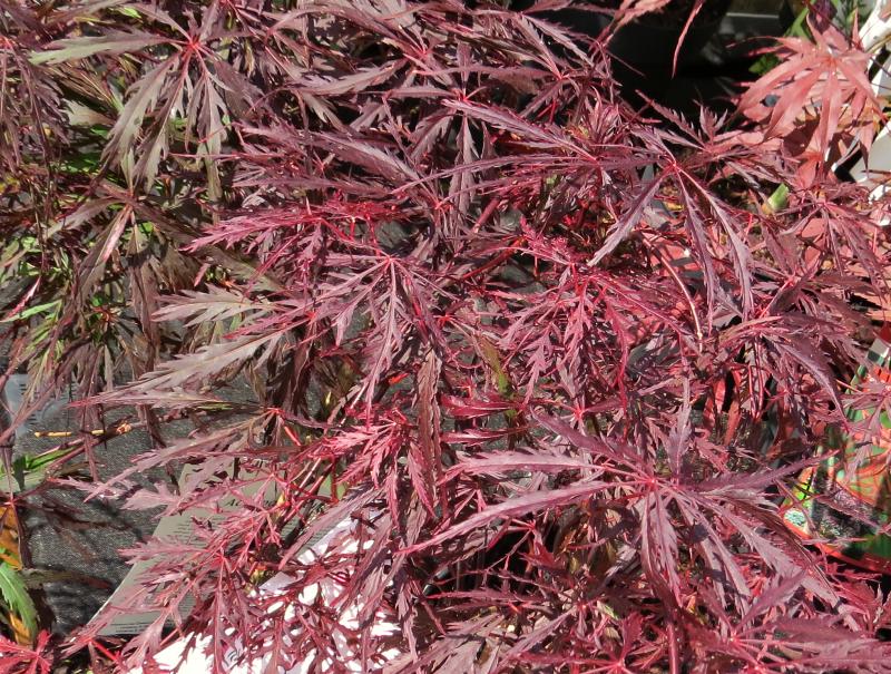 Acer palmatum Firecracker
