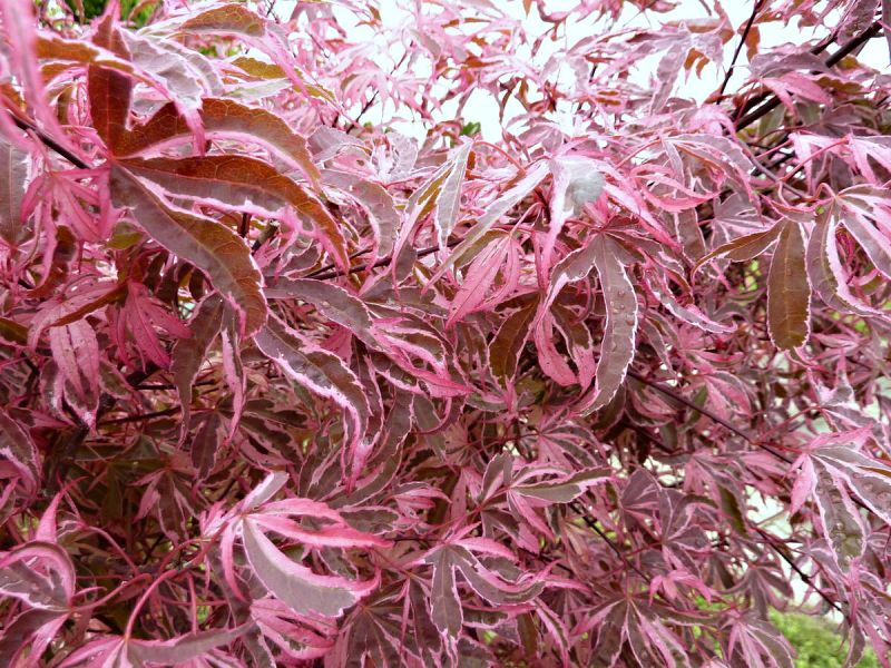 Acer palmatum Geisha Gone Wild