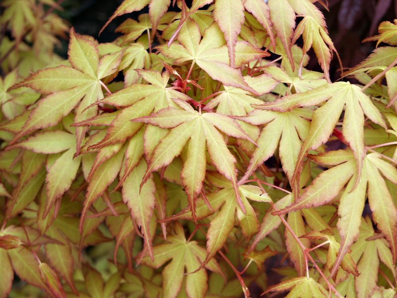 Acer palmatum Katsura