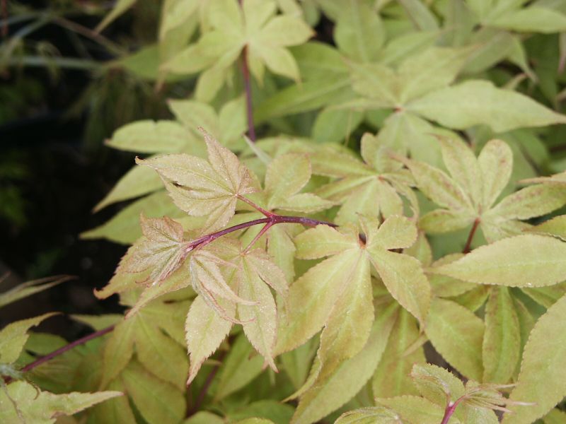 Acer palmatum Osakazuki