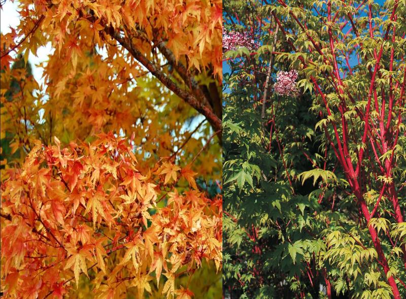 Acer palmatum Sango-kaku