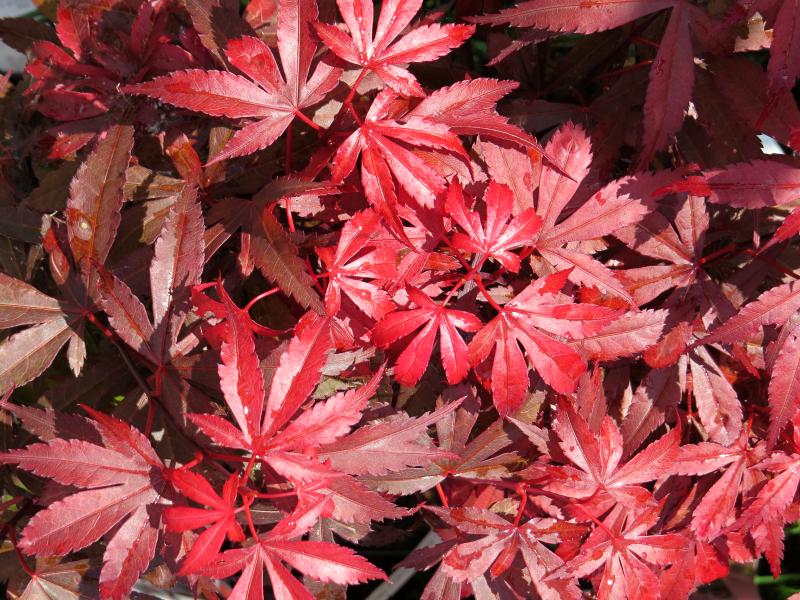 Acer palmatum Skeeter´s Broom