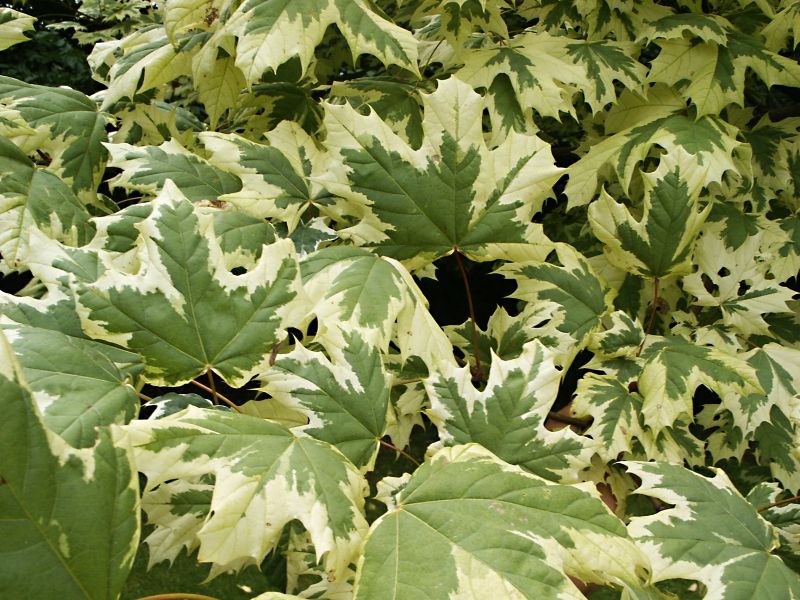 Acer platanoides Drummondii