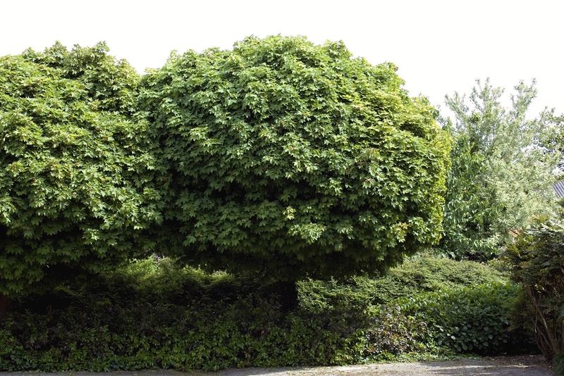 Acer platanoides Globosum