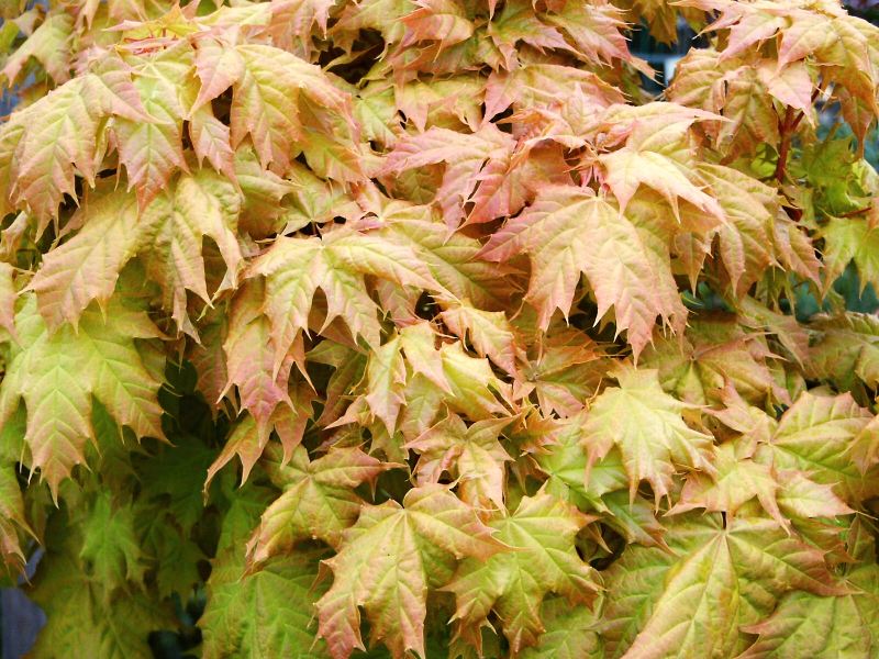 Acer platanoides Golden Globe