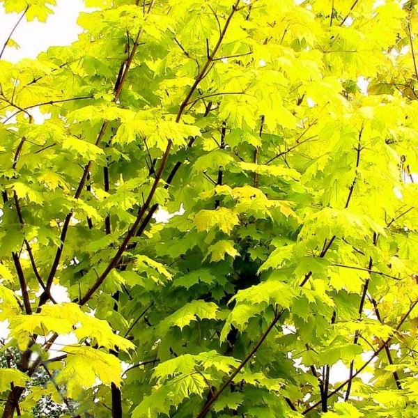 Acer platanoides Princeton Gold