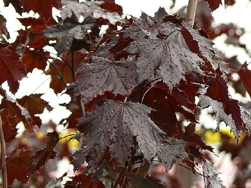Acer platanoides Royal Red