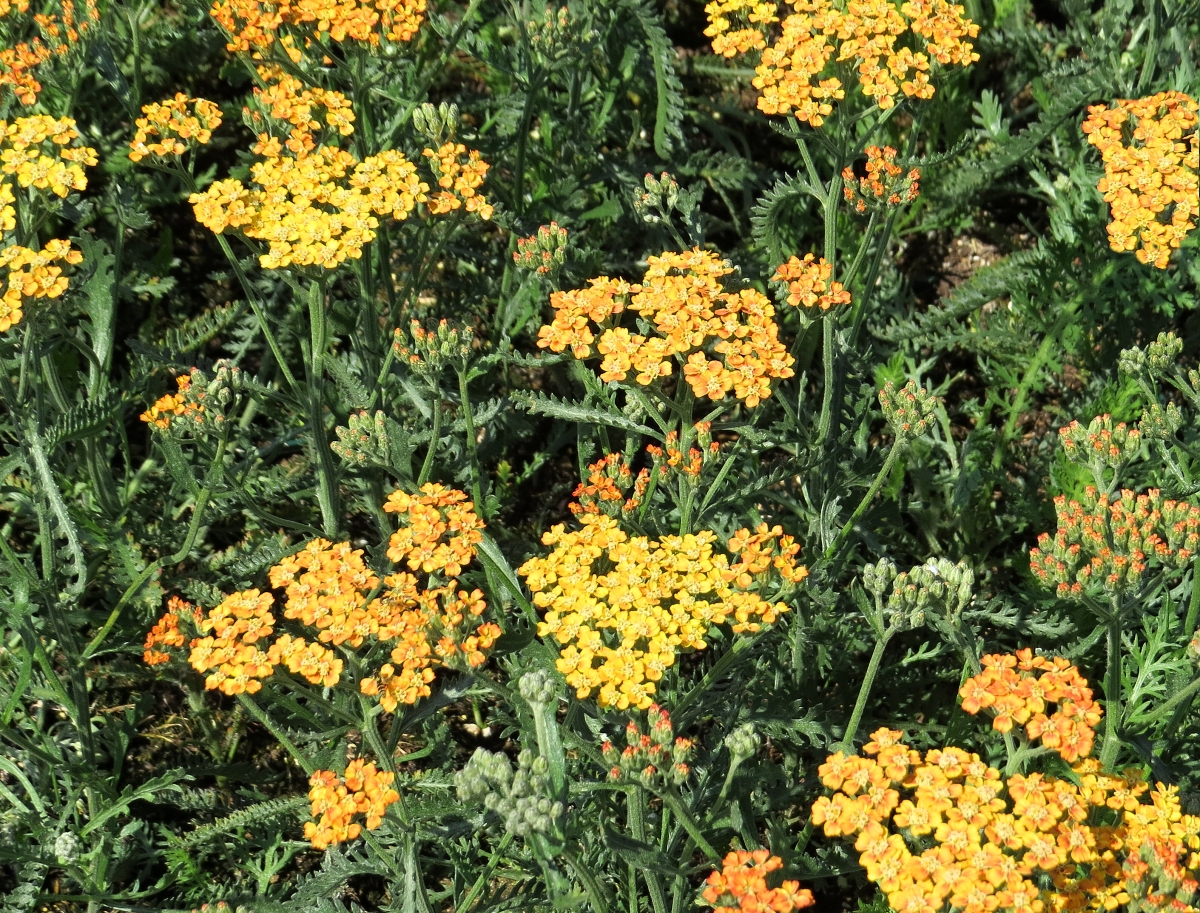 Achillea millefolium Milly Rock Yellow Terracotta