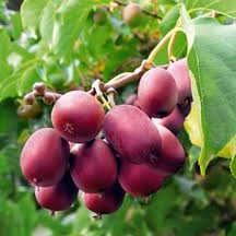 Actinidia arguta Ken´s Red