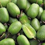 Actinidia arguta Vitikiwi