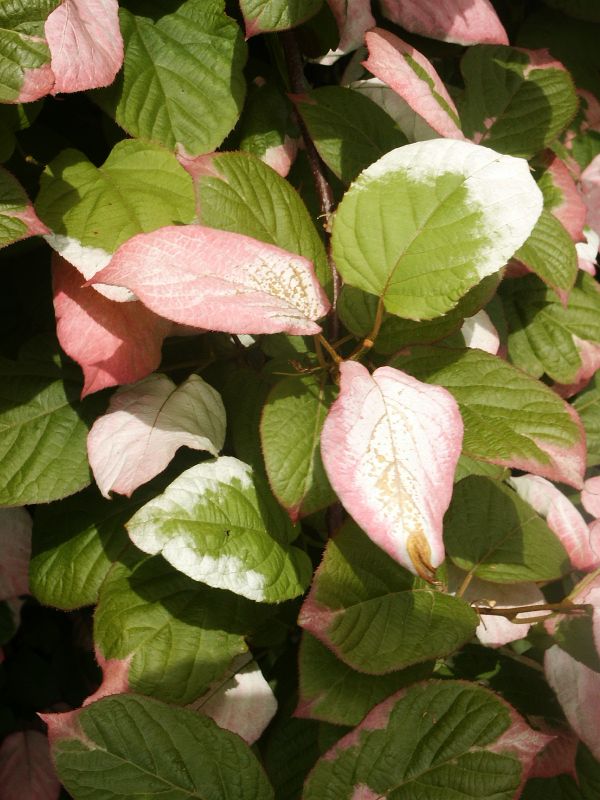 Actinidia kolomikta Dr. Szymanowski