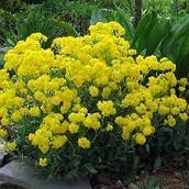 Alyssum saxatile Gold Cushion