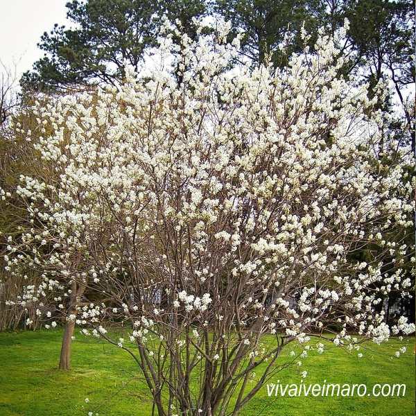 Amelanchier x Sultana