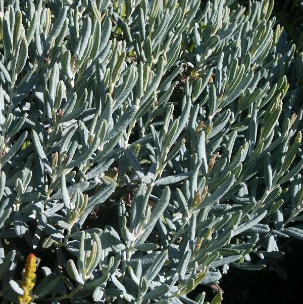 Andromeda polifolia Blue Lagoon