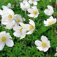 Anemone sylvestris