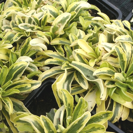 Arabis ferdinandi-coburgii Old Gold