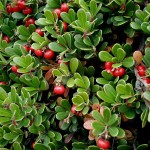 Arctostaphylos uva-ursi