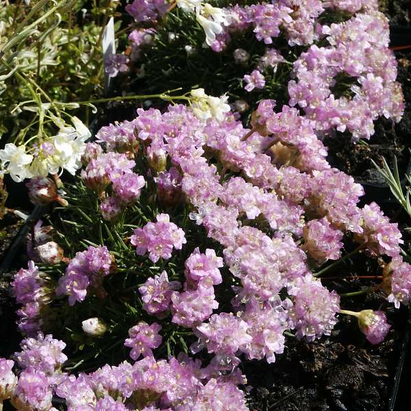 Armeria juniperifolia Bevan' s