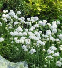 Armeria maritima Armada White