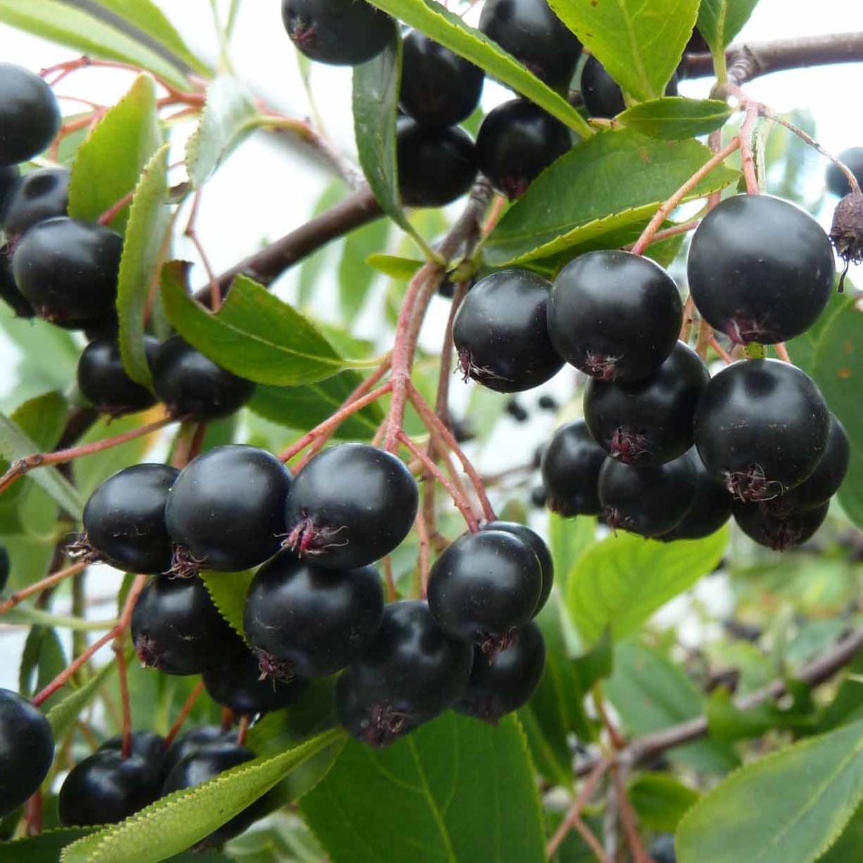Aronia melanocarpa Hugin