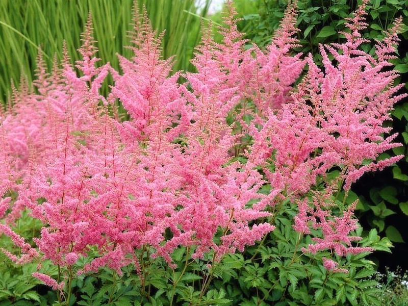 Astilbe arendsii Cattleya