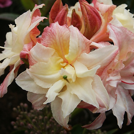 Rhododendron Knap Hill Cannon´s Double