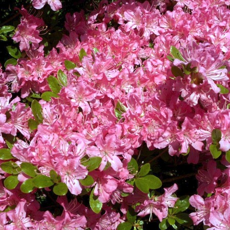 Rhododendron obtusum Diamant Rose