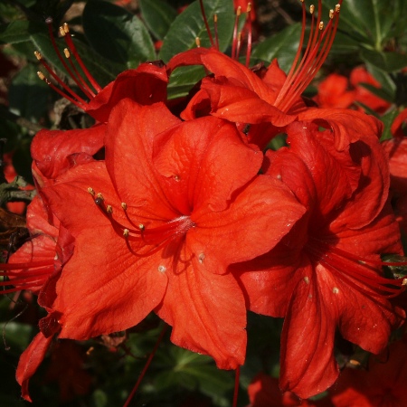 Rhododendron Knap Hill Doloroso