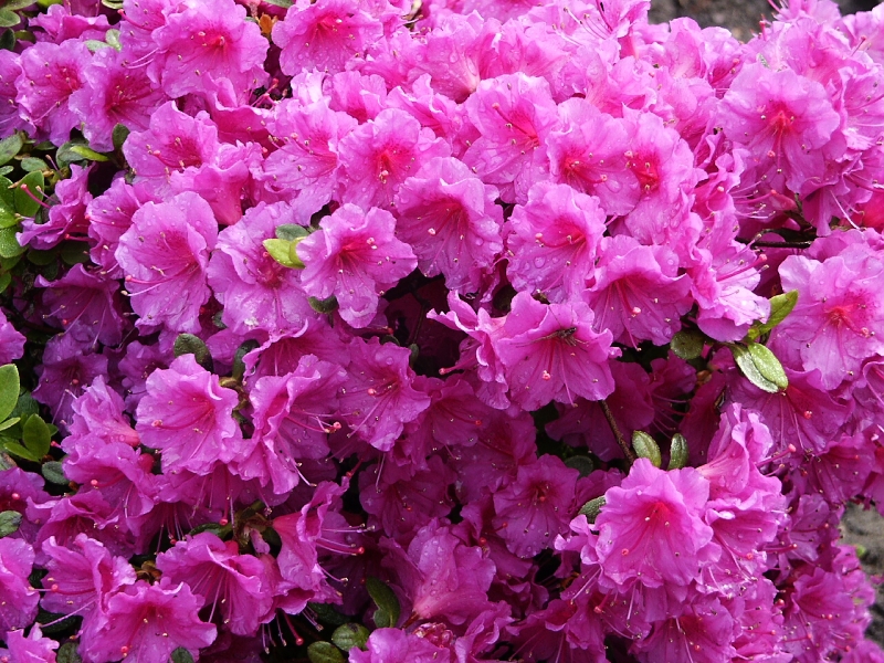 Rhododendron obtusum Enzett Schrammstein