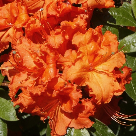 Rhododendron Knap Hill Gibraltar