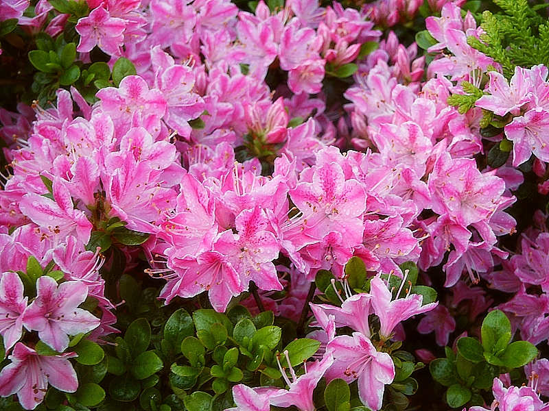 Rhododendron obtusum Kermesina Rose