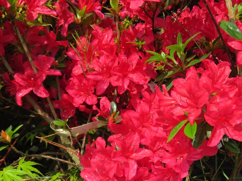 Rhododendron obtusum Kroměříž