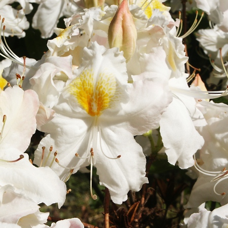 Rhododendron Knap Hill Schneegold