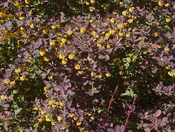 Berberis otawensis Superba