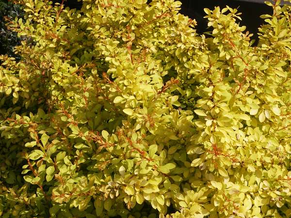Berberis thunbergii Aurea