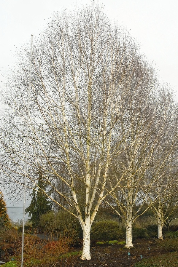 Betula jacquemontii  (syn. Betula utilis var. jacquemontii )