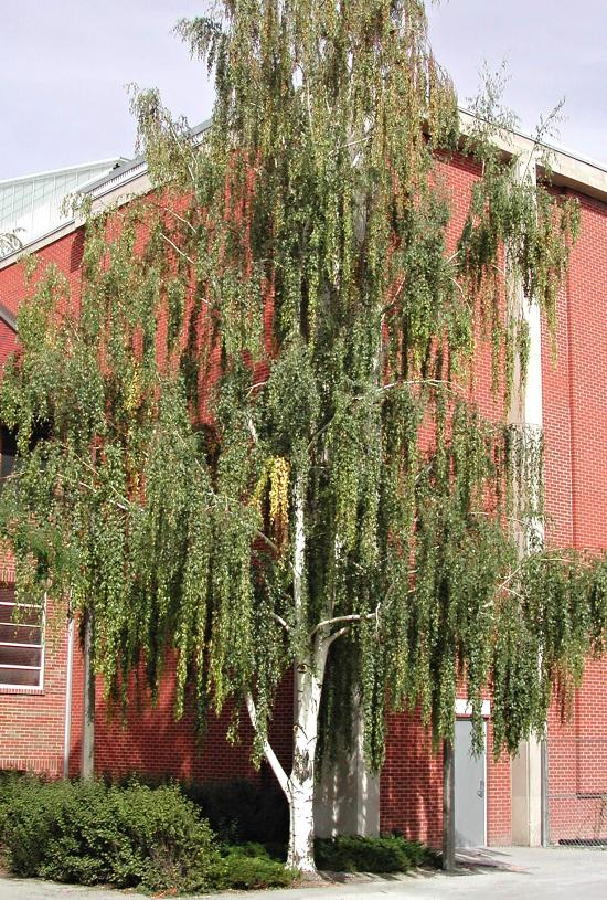 Betula pendula Gracilis (syn. Betula verrucosa Gracilis)