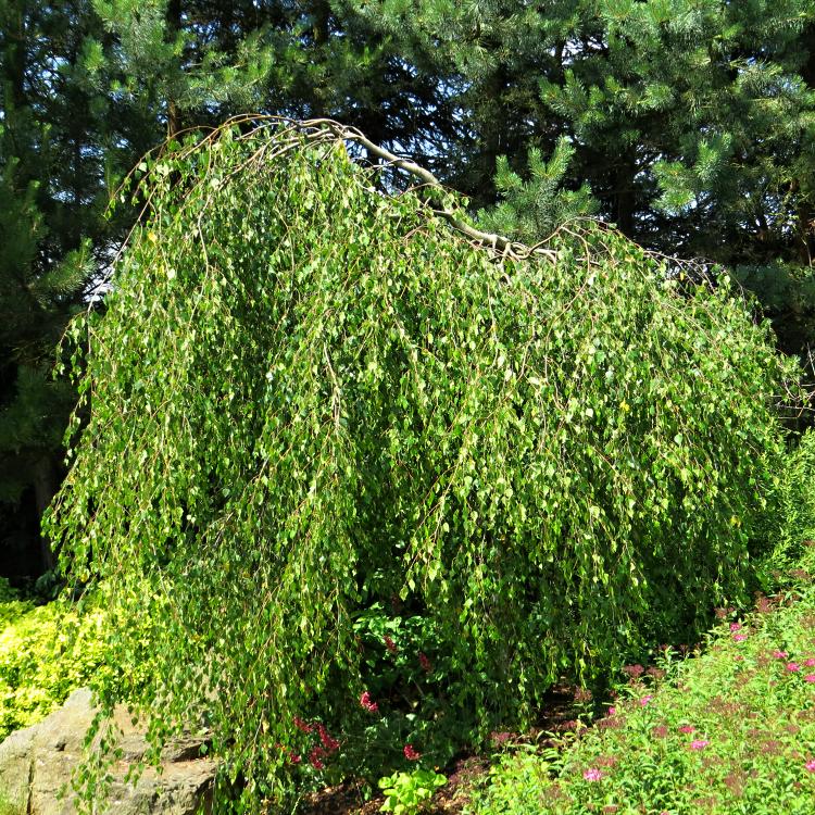 Betula pendula Youngii (syn. Betula verrucosa Youngii)