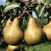 Pyrus communis Boscova Lahvice