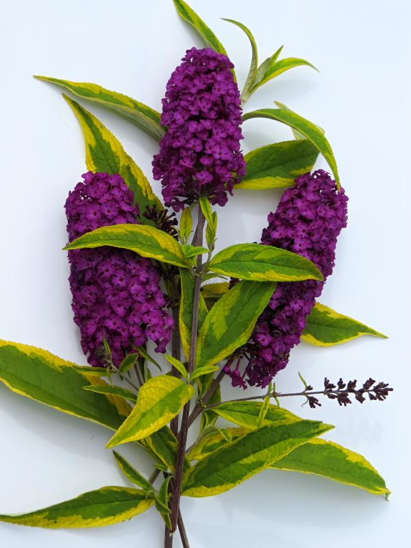 Buddleia davidii Santana