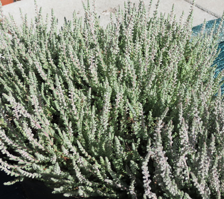 Calluna vulgaris Beoley Silver