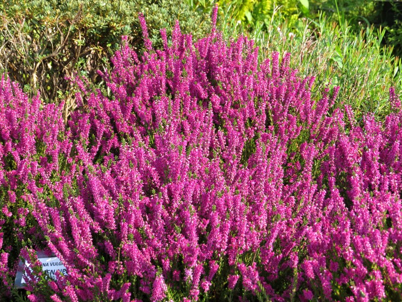 Calluna vulgaris Carmen Neu